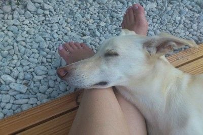 足の上に顔を乗せて眠る犬