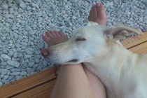 犬が『足の上に乗ってくる』心理6選　可愛い行動の裏にある本当の理由とは？