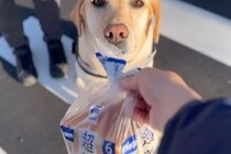日曜の朝、夫婦が『大型犬とコンビニまでお出かけした』結果→買ったパンを差し出すと…お手伝いの様子が可愛いと反響「うちに配達してほしい」