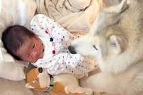 朝、赤ちゃんを起こしにやってきていた大型犬→1年後…尊すぎる『逆転の光景』にニヤけてしまうと21万再生「素敵な兄弟」「愛が溢れてる」