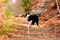 世界一賢い犬種と『1年前にきた公園』に訪れた結果→ママの好きな景色を覚えていて…素敵すぎる『まさかの行動』に反響「噓でしょ賢い」「天才」