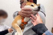 病院で怖がらずに注射を打てた妹犬→兄犬はというと…あまりにも対照的な『情けない光景』が234万再生「まるで子供ｗｗ」「文句言ってて草」