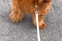 歩かなくなってしまった犬→抱っこしてほしくて『立ったまま眠ったフリ』をして…『まさかの表情』が13万再生「なんちゅー顔ｗ」「可愛すぎる」