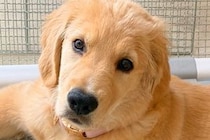 大型犬パピーに『1時間のお留守番をしてもらった』結果→帰宅後、体を見てみると…まさかの模様に4万いいね「お利口なの伝わる」「人間みたい」