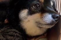 『ヴッ』という犬の唸り声が聞こえたので、急いで見に行った結果→『想定外な光景』に4万いいね「と、尊い…」「なんて素敵な世界なの」と絶賛