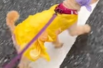 雨の日、犬のカッパが無かったので『ウンチ袋とビニール袋』を被せた結果…想像以上に似合っている光景に反響「可愛い」「犬界最新ファッション」