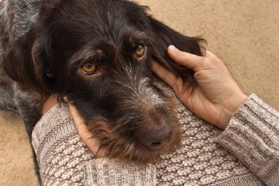 甘える犬