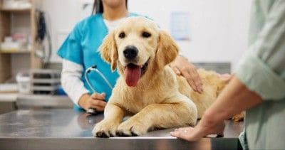 受診する犬