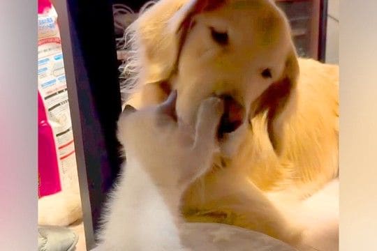 気難しい性格の大型犬が『子猫にちょっかいをかけられた』結果→『怒るかな』と思いきや…想定外の尊い光景に反響「懐大きいイケメン」「優しい」