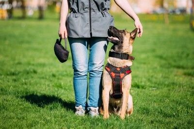 飼い主の隣に座る犬