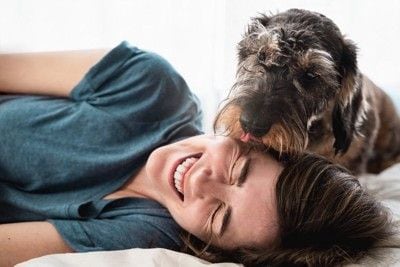 人の顔を舐める、長毛種