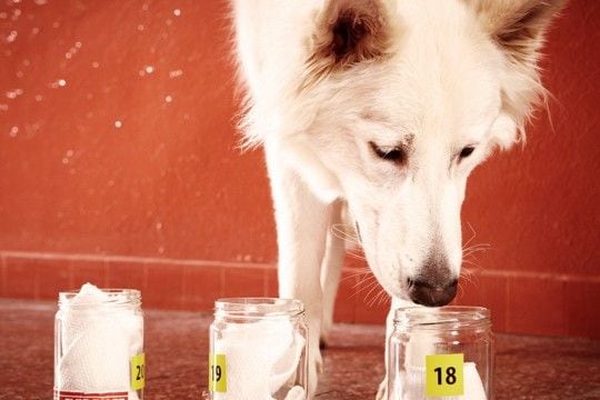 犬は人間が『糖尿病』かどうかを判断することができる？患者の命を救うかもしれないスキルとは