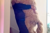 階段を降りられない大型犬→毎朝、パパに甘えんぼして…見た目と裏腹な『赤ちゃんすぎる光景』が502万再生「自分の大きさわかってなさそうｗ」