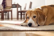 『我慢してしまう犬』の共通点3つ　あなたの愛犬は日頃から無理をしているのかも…