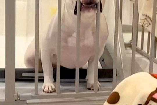 一時的に犬をケージに入れた結果→ふと横を見てみると…出してほしくてみせた『まさかの表情』が16万再生「ずるすぎるww」「作戦成功」