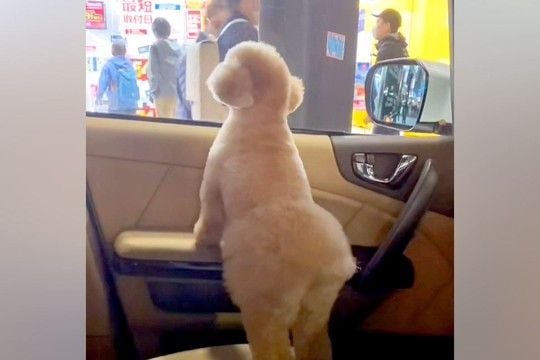 車に乗ってパパを迎えにきた犬→通りすぎる人を毎回『パパかどうか』確認して…尊すぎる『見つけた瞬間の光景』が20万再生「癒された」と絶賛