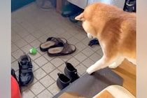 『布を引っ張れば、玄関のおもちゃが取れる』と勘違いしている犬→失敗してしまい…明らかに『絶望する瞬間』が13万再生「想定外だったのねｗ」