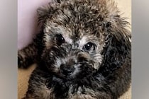 『黒い毛の子犬』を飼った結果→そのまま育つのかと思ったら…別犬のような『衝撃の変化』が17万再生「こんなに変わるんだ」「可愛い変身」