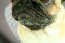 車での外出でテンションMAXな犬→『病院で注射するよ』と伝えた瞬間…人間の子どものような『顔の変化』が36万再生「目が…ｗ」「笑ったｗ」