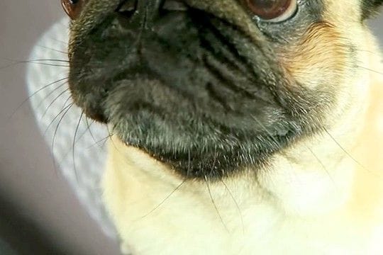 車での外出でテンションMAXな犬→『病院で注射するよ』と伝えた瞬間…人間の子どものような『顔の変化』が36万再生「目が…w」「笑ったw」