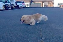 両足に障がいを持ち『歩くことができない大型犬』を保護→医者には『長生きできない』と言われ…嘘のような『現在』が206万再生「勇気貰った」