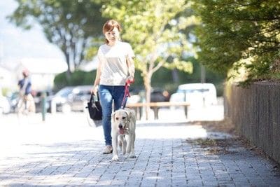 散歩する犬と女性