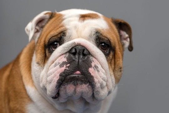 『寿命が短い』といわれている犬種5選 短命になる主な理由や健康寿命を延ばす秘訣まで