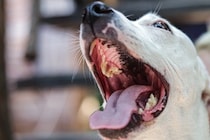 犬から飼い主にうつる『人獣共通感染症』とは？感染した場合の危険な症状まで