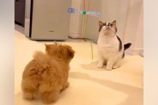 赤ちゃんの頃から『3匹の猫』に育てられた子犬→成長した結果、猫じゃらしを見ると…影響を受け過ぎて『猫化』してしまった光景に思わず悶絶