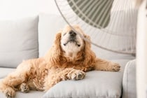 暑い時期に注意すべき犬の体調不良5つ　夏バテの初期症状や予防法まで解説