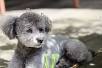犬が『たそがれている』ときの心理3つ　ぼーっとしているけど大丈夫？飼い主がすべきことまで
