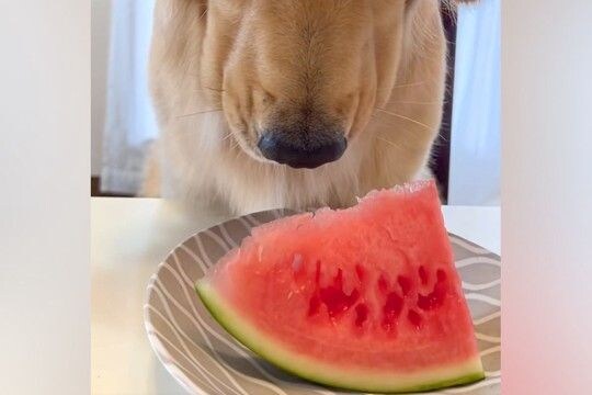 スイカの食べ方を忘れてしまった大型犬→困っていたら、娘が食べ方を教えてあげて…『思い出す瞬間』に反響「困り顔かわいいｗ」「子どもみたい」