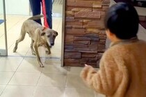 手術のために入院していた犬→1週間ぶりに家族と再会したら…愛にあふれた瞬間に感動続々「素敵なご家族」「泣きそう」「とっても嬉しそう」