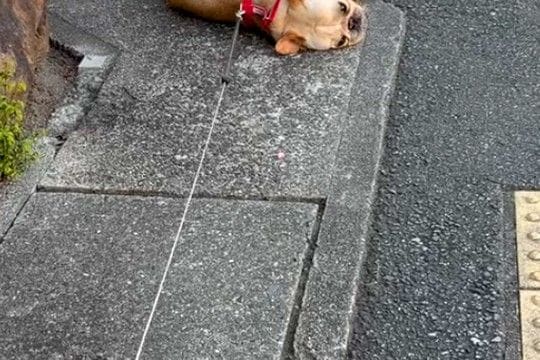 公園が大好きな犬に『帰るよ』と伝えた結果→嫌がりすぎて…子どものような『駄々のこね方』が25万再生「永遠の3歳」「出くわしたら拾いたい」