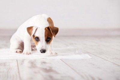 ペットシーツの上の犬