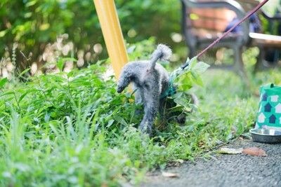 おしっこしている犬
