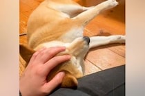 撫でられている犬に、小さな声で『おやつ』と言った結果→『聞き間違えか…』あまりにも可愛い反応が16万再生「切り替え早くて草」「コントｗ」