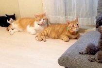 キレイに並ぶ3匹の猫→遊びに来た犬をジーっと見つめて…視線に気付いた瞬間の『二度見』が177万表示「動揺してるｗｗ」「タイミング完璧」