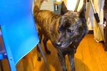 名前を呼んでも来ないワンコ→先輩犬に『呼んできて』とお願いした結果…『まさかの行動』が28万再生「言葉を理解してる」「人間の知能並み」