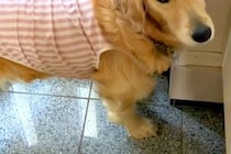 暑くなってきたので『お留守番』と大型犬に伝えた結果→言葉を理解した瞬間…あまりにも素直な『表情』に反響「切ないｗ」「一緒に行きたいね」