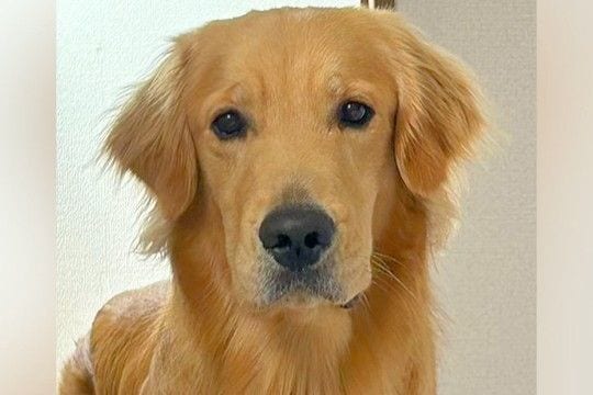 体調不良で寝ていたら『大丈夫?』と心配してくれた大型犬→『寄り添ってくれて優しいな』と思ったら…切ない展開に反響「反応早w」「オチがw」