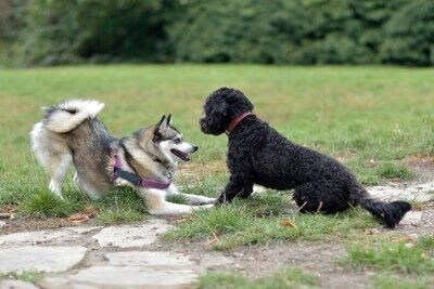 プードル系の犬を遊びに誘うハスキー系の犬
