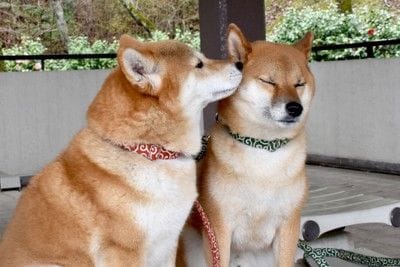 顔のにおいを嗅ぐ柴犬と嗅がれる柴犬