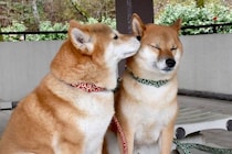犬同士がみせる『愛情表現』とは？相性がいいワンコに対する態度や注意点まで解説