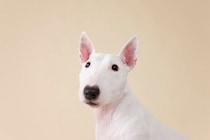 大人気な『ブサカワ』犬種５選　個性的な顔立ちをしているワンコの魅力とは？