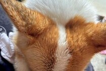 大雨の中、散歩に出かけた犬→帰宅した瞬間…まるで『小さな子どものような要求』に1万いいね「仕草が可愛すぎる」「濡れるの嫌なんだね」と反響