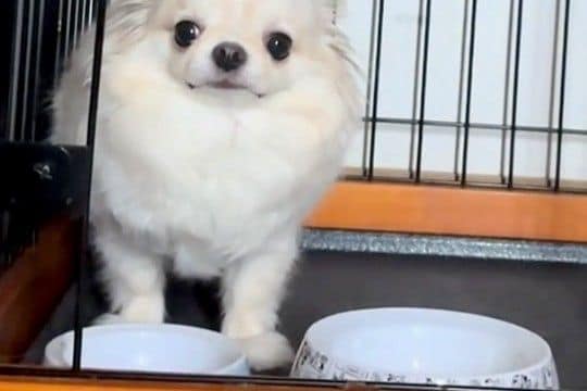 いつも19時頃にご飯を食べる犬→『ごはんまだだよ』と伝えた結果、たった1分後…まさかの光景が9万再生「フガフガww」「可愛すぎて苦しい」
