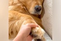お母さんには適当な対応をする大型犬→お父さんを前にすると『忠犬』に変わり…あからさまな『態度の違い』に反響「顔がｗｗ」「撫で回したい」