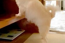 休日の朝、いつもより遅くまで寝た結果→先に起きた犬が『階段の前』で待ち続けて…あまりにも健気な光景が13万再生「泣ける」「愛おしすぎ」