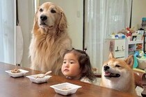 大好物の『納豆』を前にした2匹の犬→『すぐに食べてしまう』と思いきや…礼儀正しい『子どものような光景』に反響「お行儀いい」「目キラキラ」